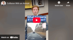 What Happens if I Hit a Deer?